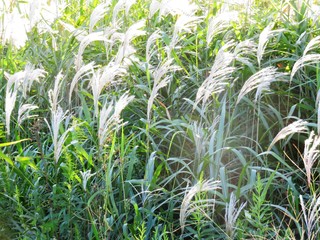 日本の田舎の風景　10月　白銀に光るすすき
