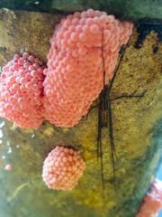 Focus on gold snail eggs, which are commonly found on river banks or on the edge of fishponds. Has a bright pink color and grows wild in a humid place