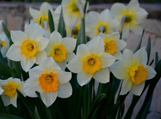 Obraz premium daffodils in the garden