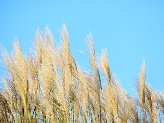 日本の田舎の風景　10月　すすきと青空