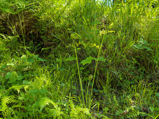 ゼンマイ（薇）