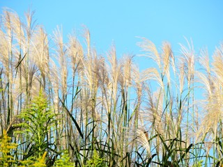 日本の田舎の風景　10月　すすきと青空とセイタカアワダチソウ
