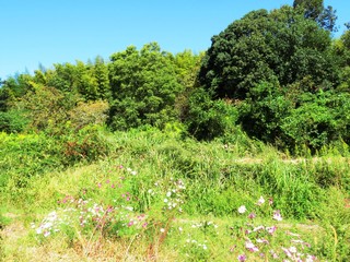 日本の田舎の風景　10月　野の花　畑のコスモス