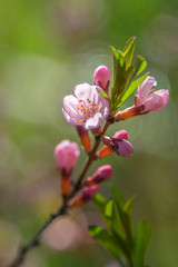 Fototapeta na wymiar Bright pink peach cherry flowers in the green foliage of trees, nature in spring.