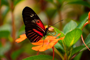 Fototapeta na wymiar Red and black butterfly on an orange flower with its wings retracted
