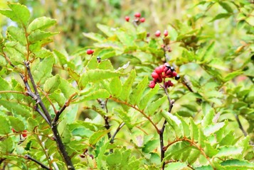 日本の田舎の風景　10月　山椒の実