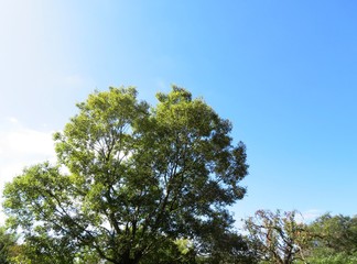 日本の田舎の風景　10月　榎の木の黄葉　山の木々と青空