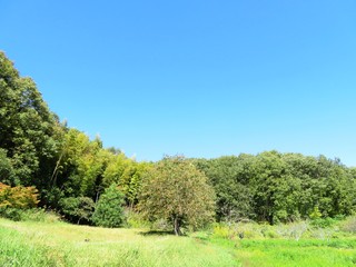 Fototapeta na wymiar 日本の田舎の風景　10月　山の木々と青空