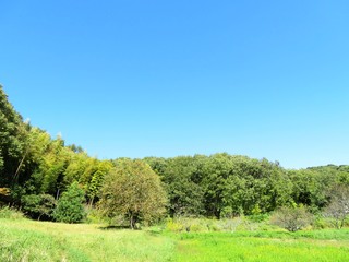 Fototapeta premium 日本の田舎の風景 10月 山の木々と青空
