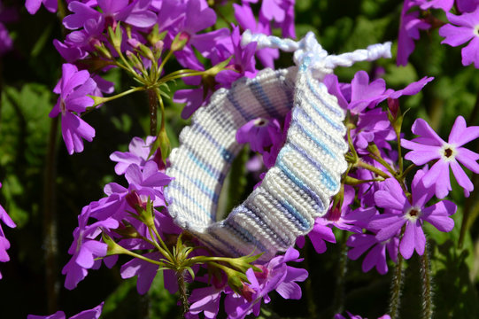 Wooven friendship bracelet handmade of thread on flowers Birds eye Primrose (Primula farinosa)