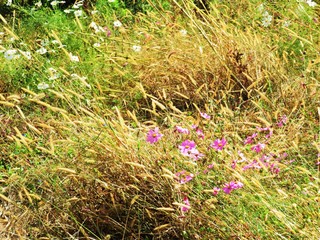 日本の田舎の風景　10月　野の花　畑のコスモスとネコジャラシ
