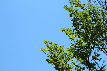 青空に映える新緑