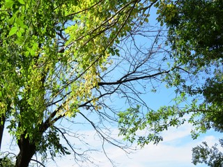 日本の田舎の風景　10月　山の木々と青空