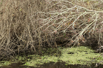 still water under the branches