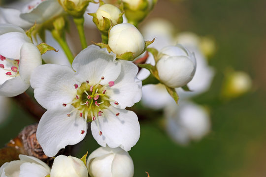 배꽃 이미지 – 찾아보기 683 스톡 사진, 벡터 및 비디오 | Adobe Stock