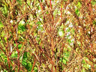 日本の田舎の風景　10月　シソの実
