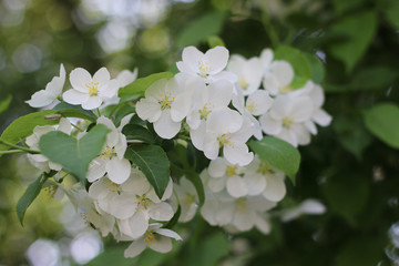 Blooming apple tree In Springtime on the blurred background