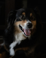 Australian Shepherd Portrait