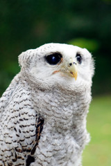 SONY DSCThe barred eagle-owl (Bubo sumatranus), also called the Malay eagle-owl, is a species of eagle owl in the family Strigidae.