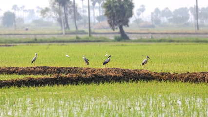 Obraz na płótnie Canvas Many Asian open bills in paddy fields in India