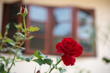 Red rose flower with blurred window house background.