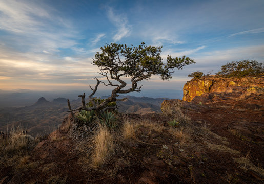 Twisted Tree At Big Bend Sunrise