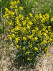 Obraz premium yellow flowers in the garden
