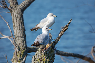 Two common gulls on tree branch