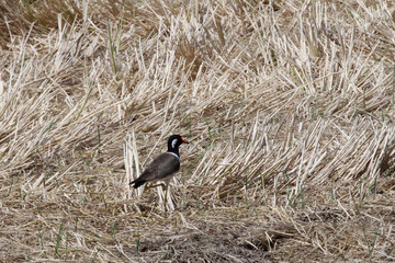 black winged stilt
