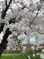 pink cherry blossom