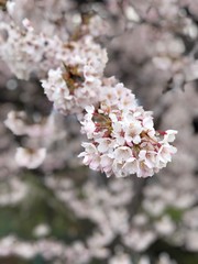 pink cherry blossom