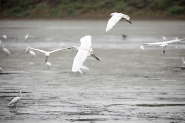 Many little Egret birds flying over lake