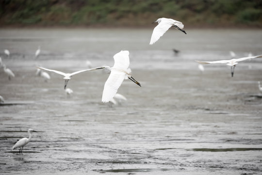 Many little Egret birds flying over lake