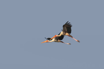 Two painted storks in flight against blue sky