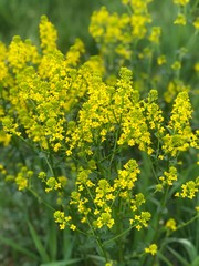 field of yellow flowers