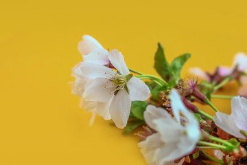 Fototapeta na wymiar Close up shot of spring blossom on yellow background