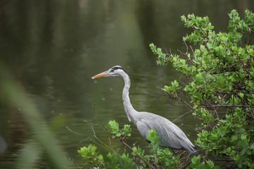Close up shot of Blue Heron bird in the lake