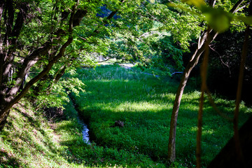 里山の風景　黒川海道特別緑地保全地区　神奈川県・黒川