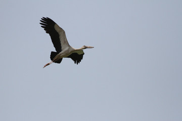 white stork in flight