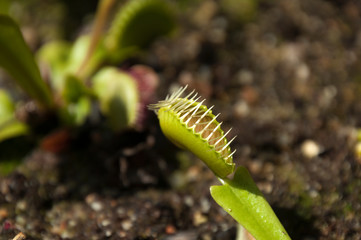 Sydney Australia, closing trap or leaf of Venus flytrap plant