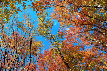 Obraz premium 아름다운 가을 숲