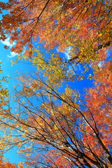 아름다운 가을 숲