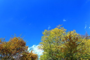 아름다운 가을 숲