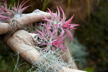 Sydney Australia, Ionantha Guatemala airplants on  a tree branch 