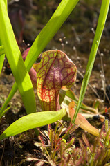 Sydney Australia, pitcher or trumpet pitcher plants in garden in sunshine