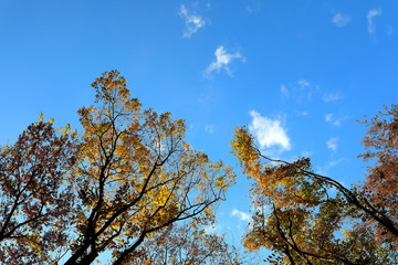 Obraz premium 아름다운 가을 숲