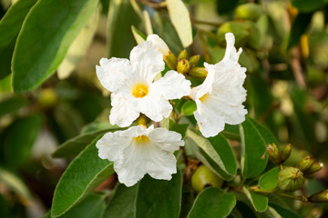 Flores blancas en el parque 