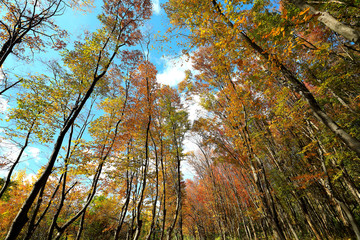 Obraz premium 아름다운 가을 숲