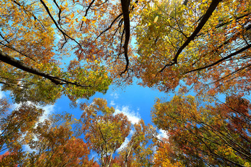 아름다운 가을 숲