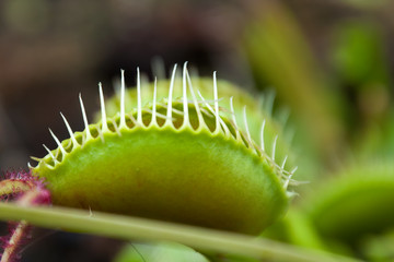 Sydney Australia, close-up of closed venus flytrap leaf or trap
